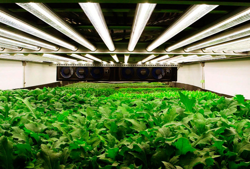 AeroFarms